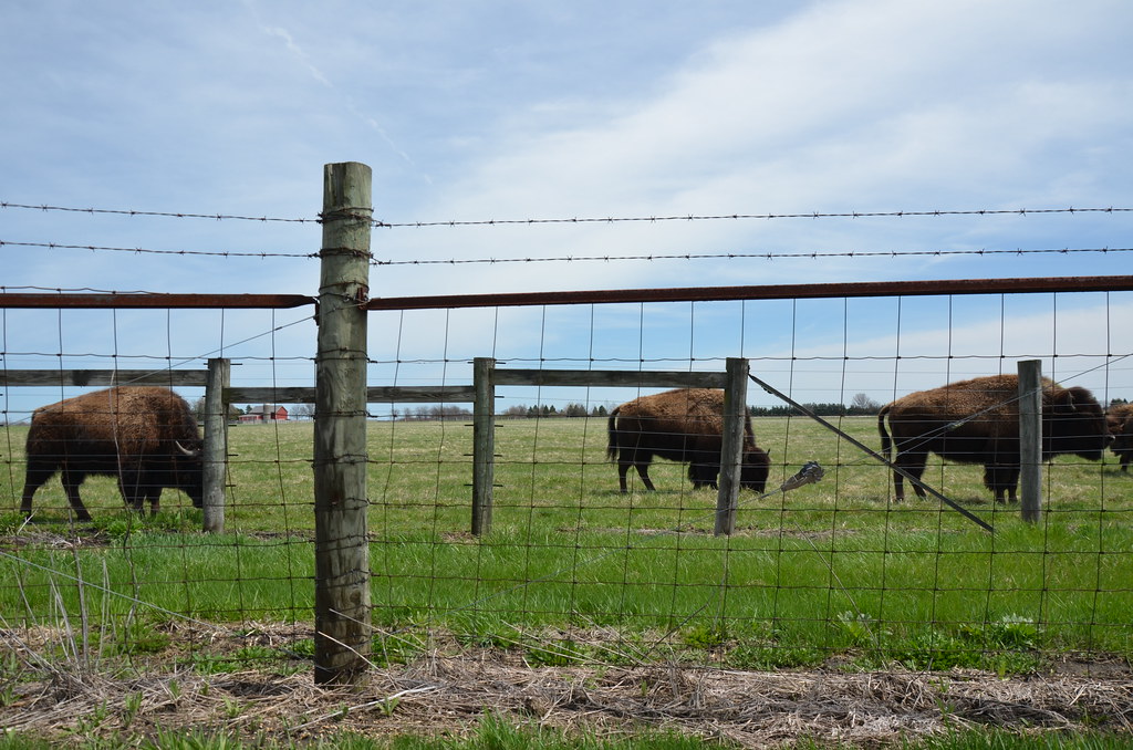 Bison at Fermi National Laboratory