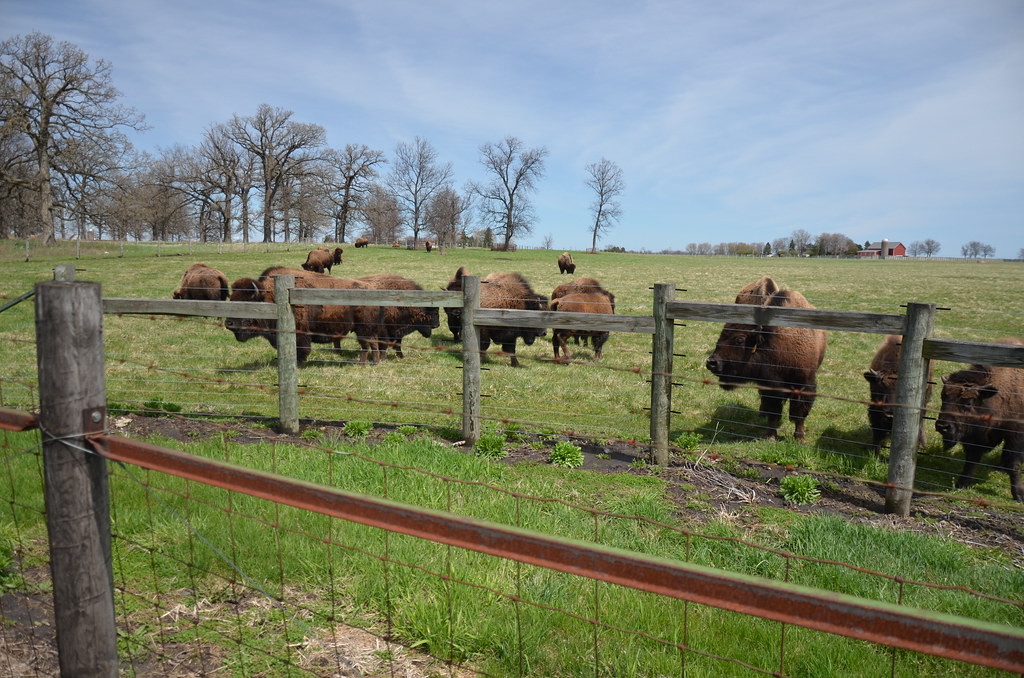North American Bison at Fermilab