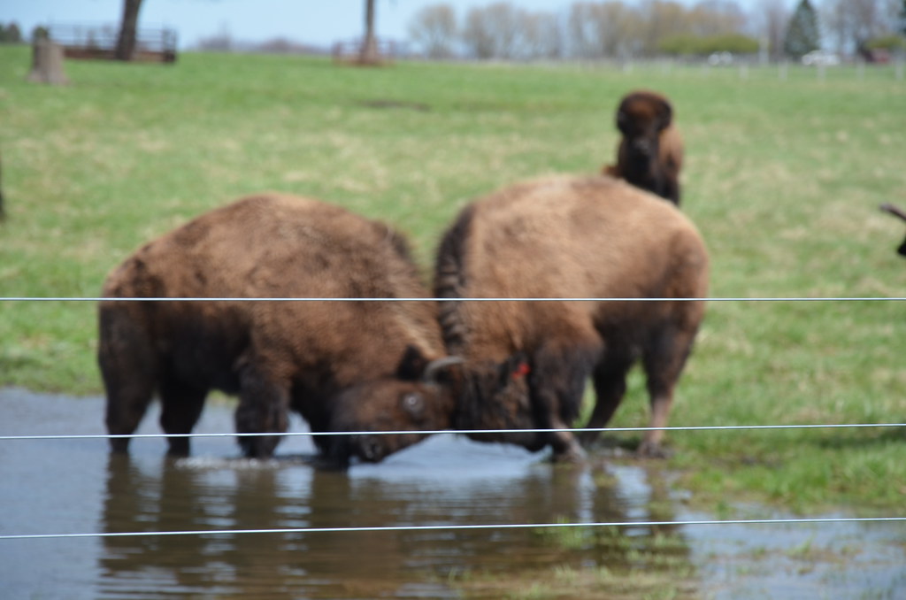 Bison at Fermi National Accelerator Laboratory