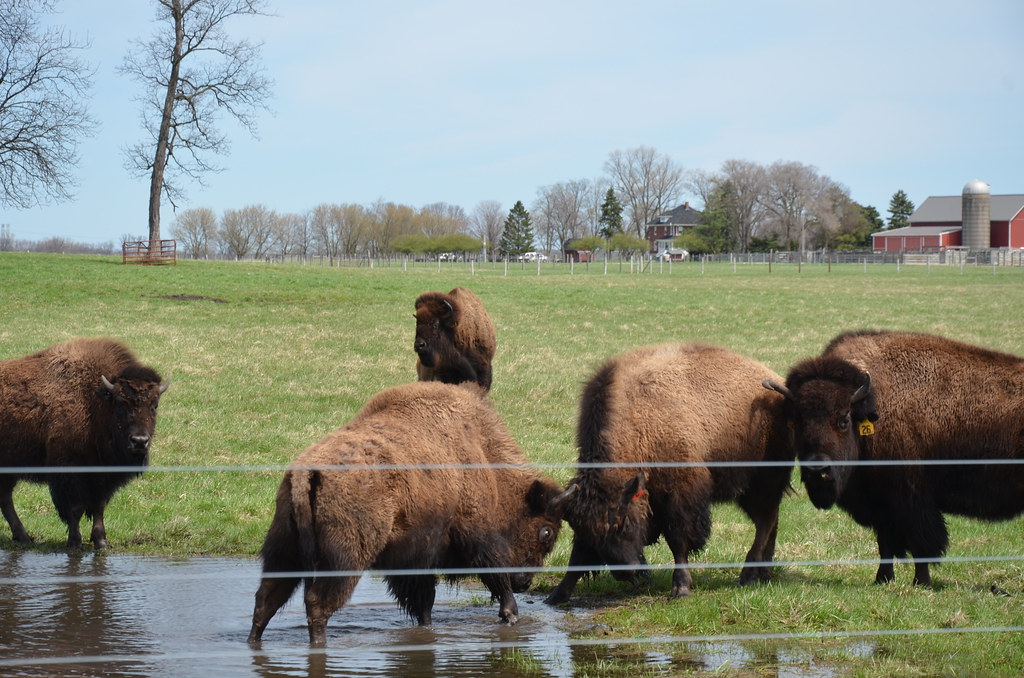 Buffalo at Fermilab