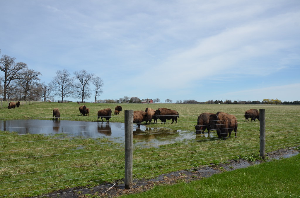 North American Bison