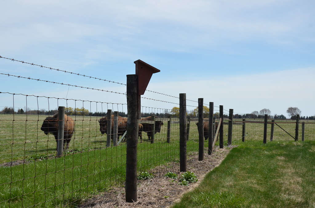 Buffalo