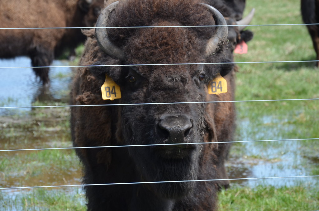 Bison