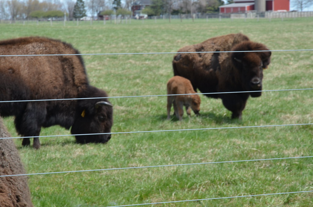 Fermilab Baby Bison