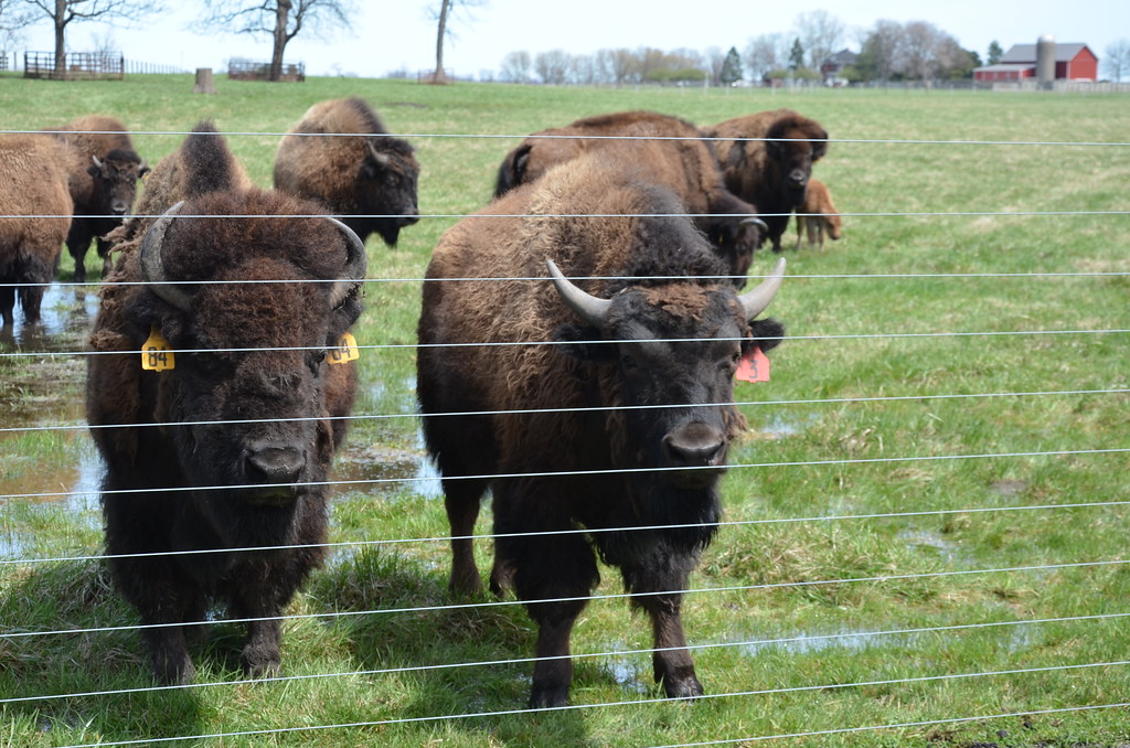 North American Bison