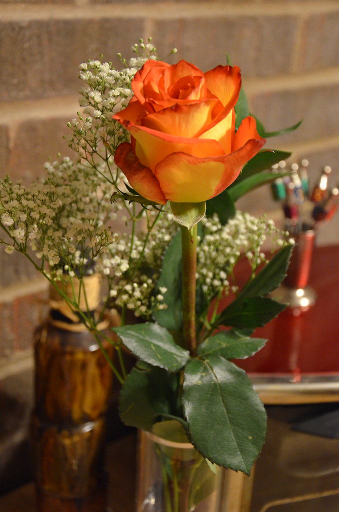 Yellow and Orange Rose