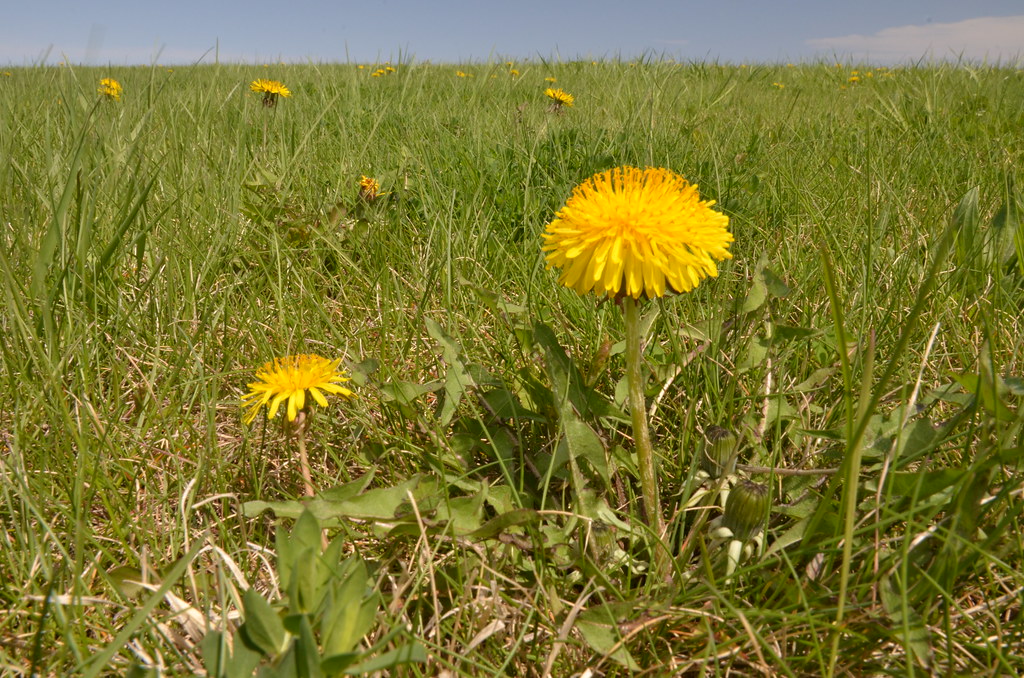 Dandelion