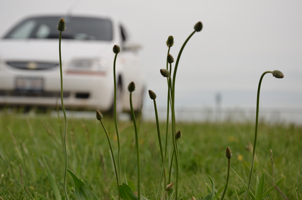 Weeds at Greene Valley Scenic Overlook