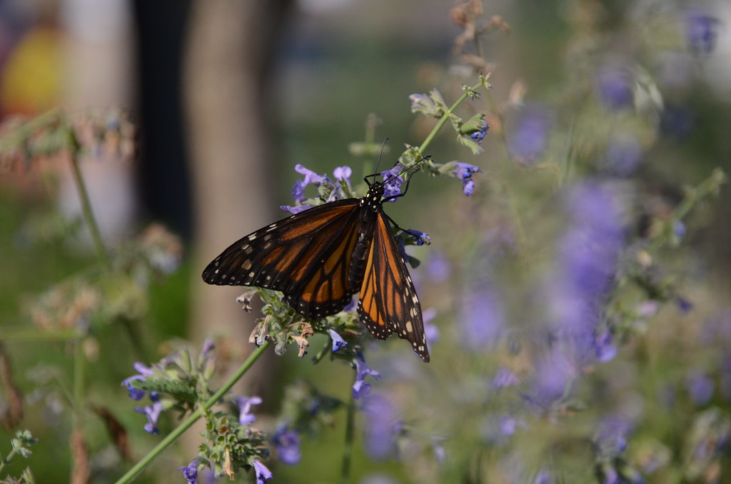 Brookfield Zoo Monarch Butterfly