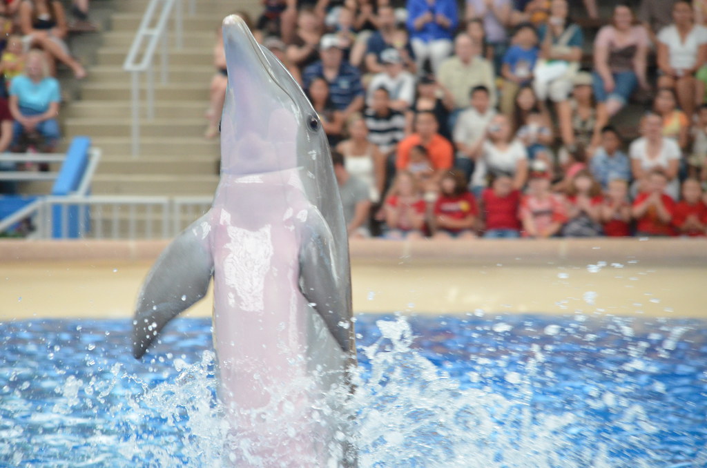 Brookfield Zoo Dolphin Show 091