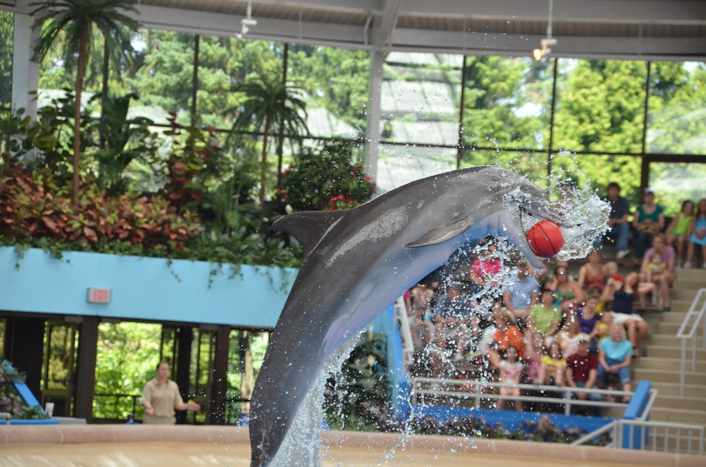 Brookfield Zoo Dolphin Show 117