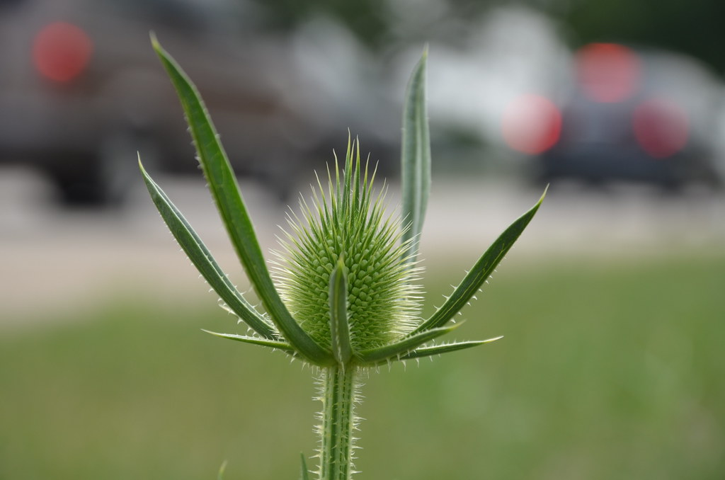 Milk Thistle 024