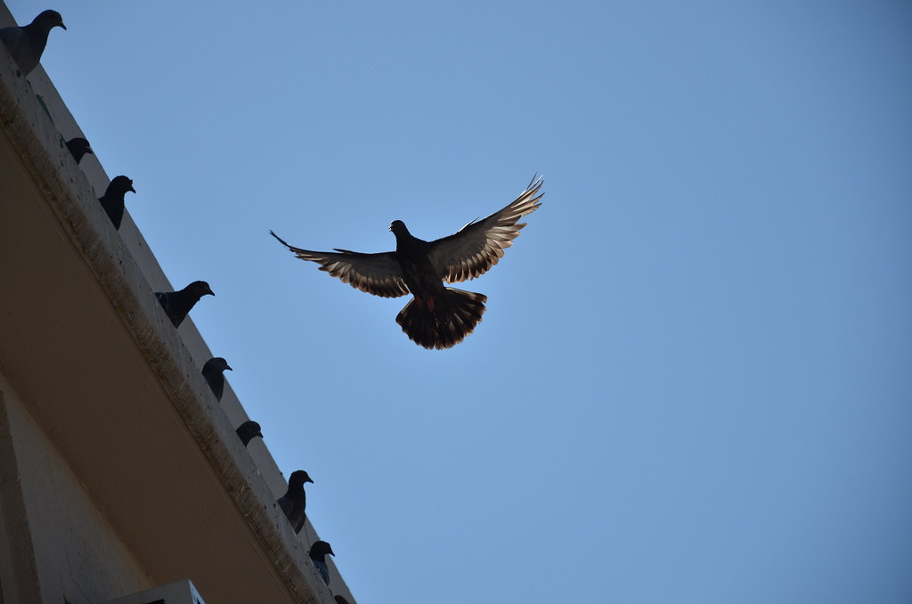 Pigeon Flying near Pigeons on Ledge