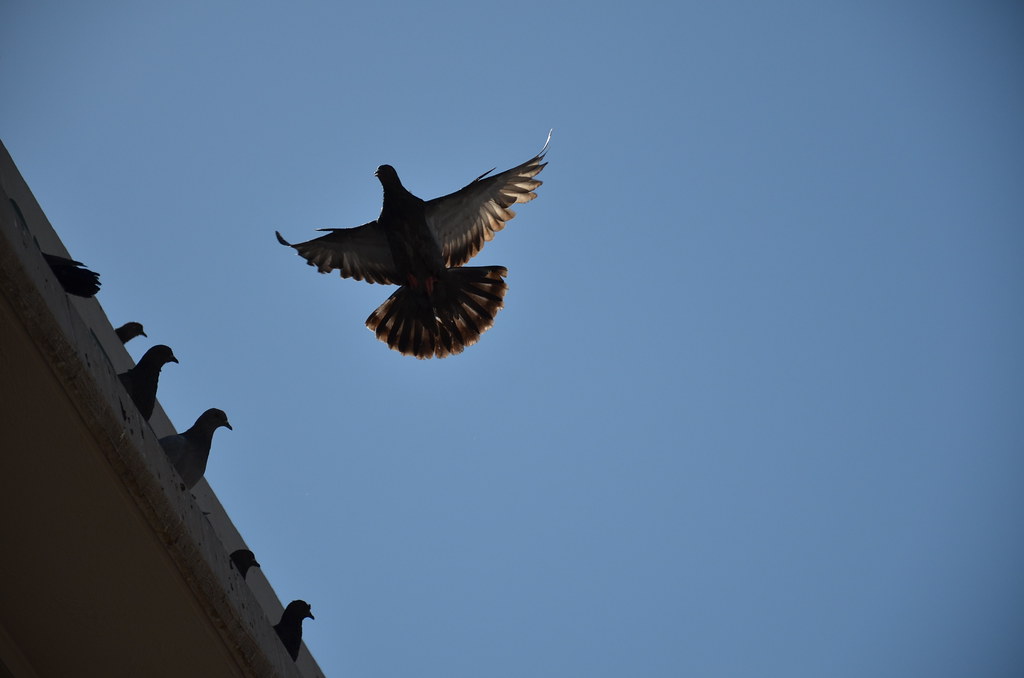Pigeons on Ledge