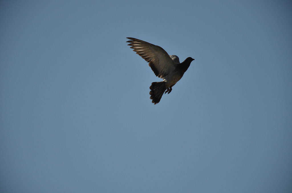 Pigeon in Flight