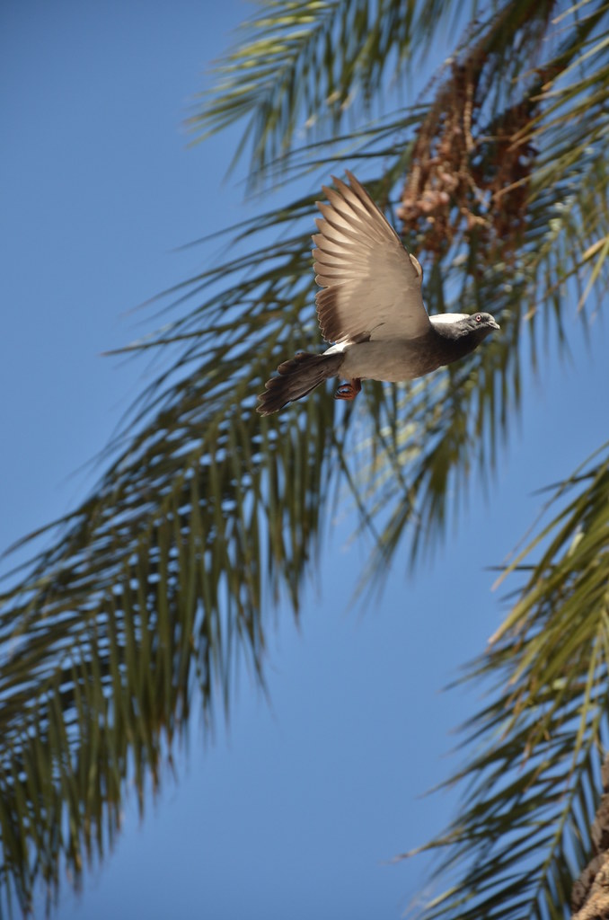Las Vegas Pigeon