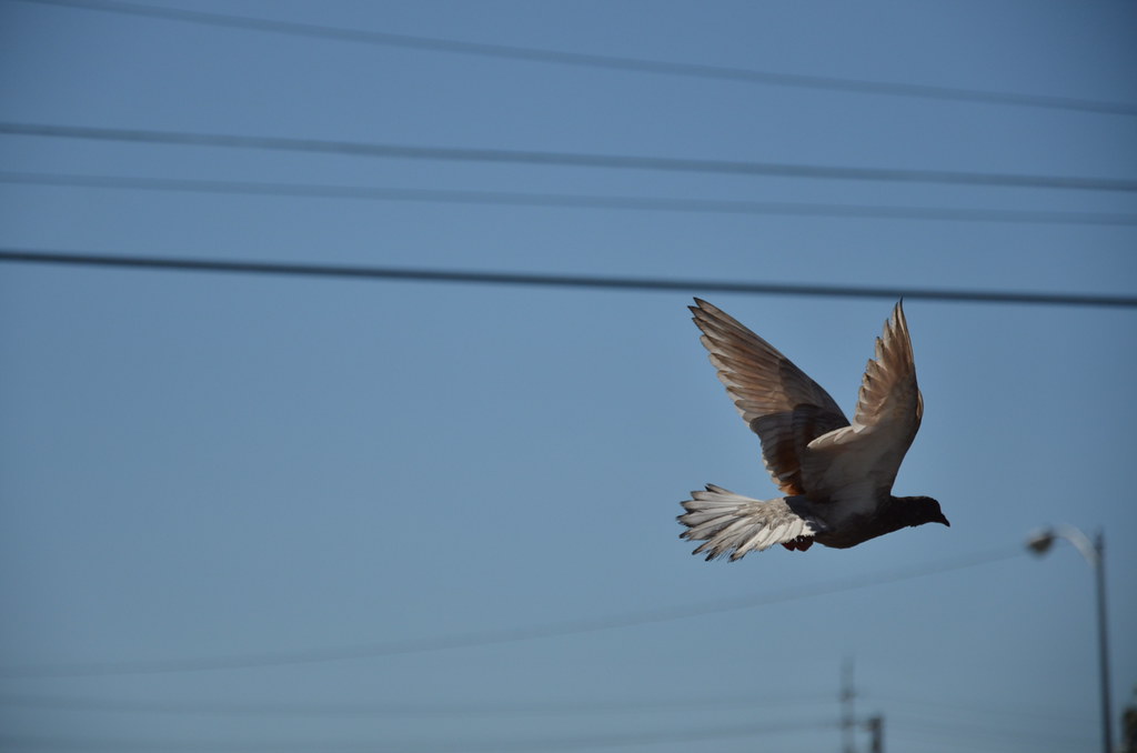 Pigeon Flying