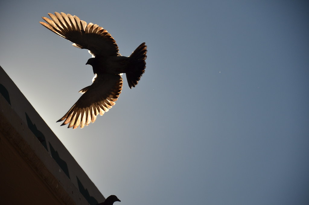 Pigeon Landing