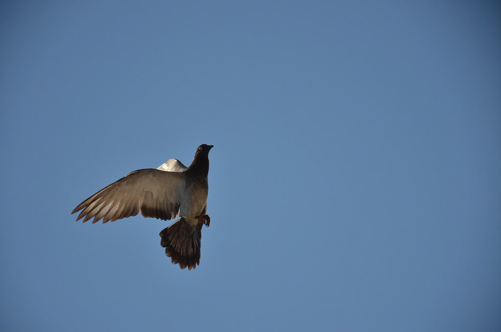 Pigeon Flying Up