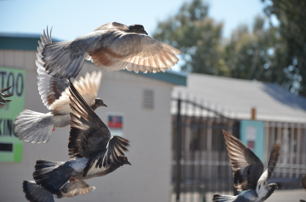 Pigeons