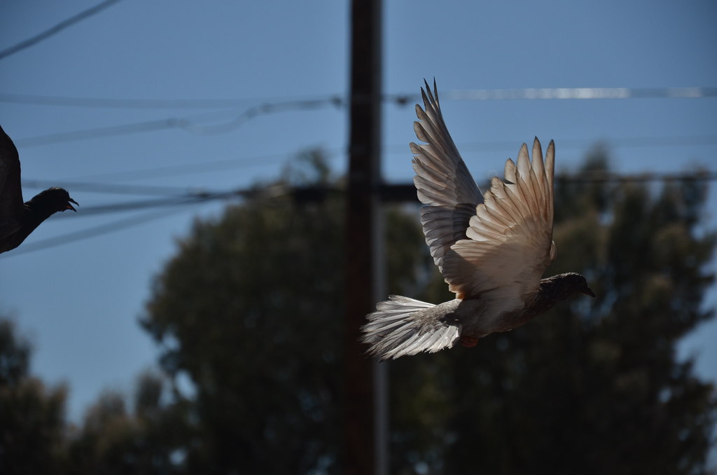 Pigeon