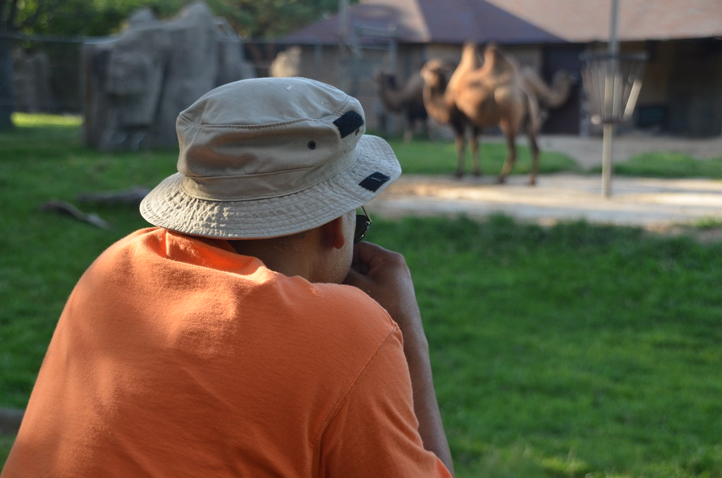 Man in Orange Shirt Watching Camels