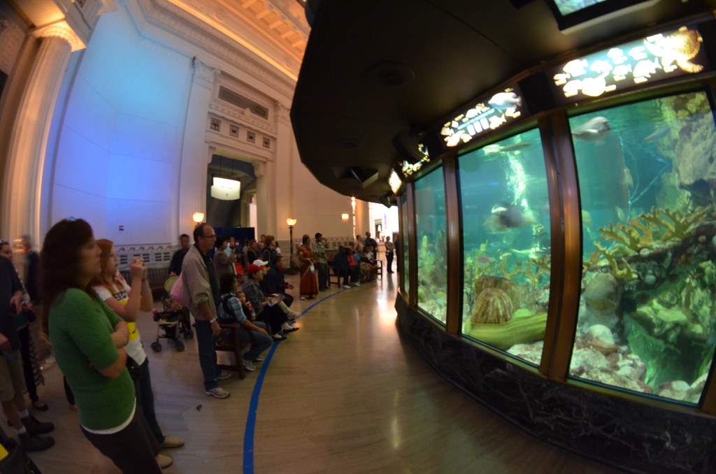 Chicago Shedd Aquarium 124