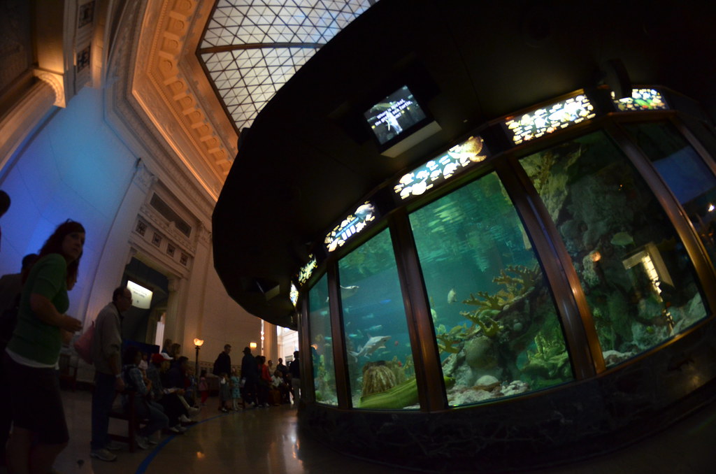 Chicago Shedd Aquarium 125