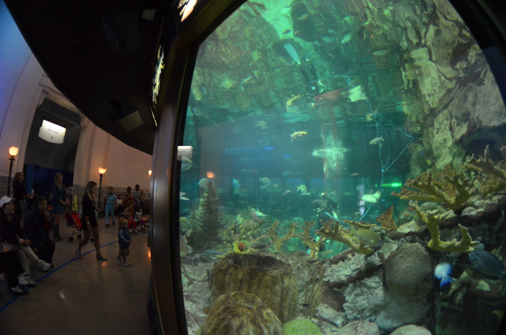 Chicago Shedd Aquarium 126
