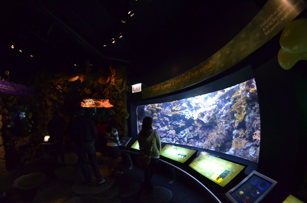 Chicago Shedd Aquarium 141