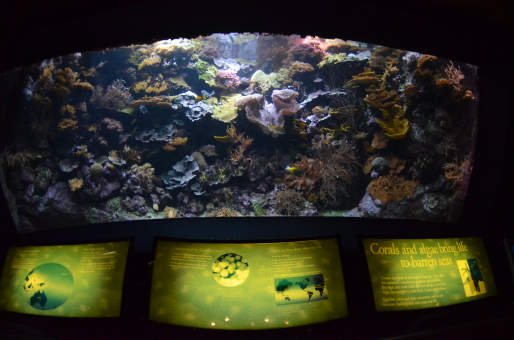 Chicago Shedd Aquarium 143