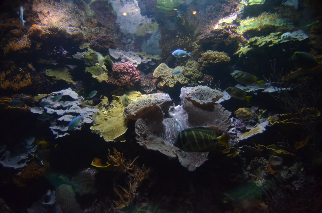 Chicago Shedd Aquarium 147