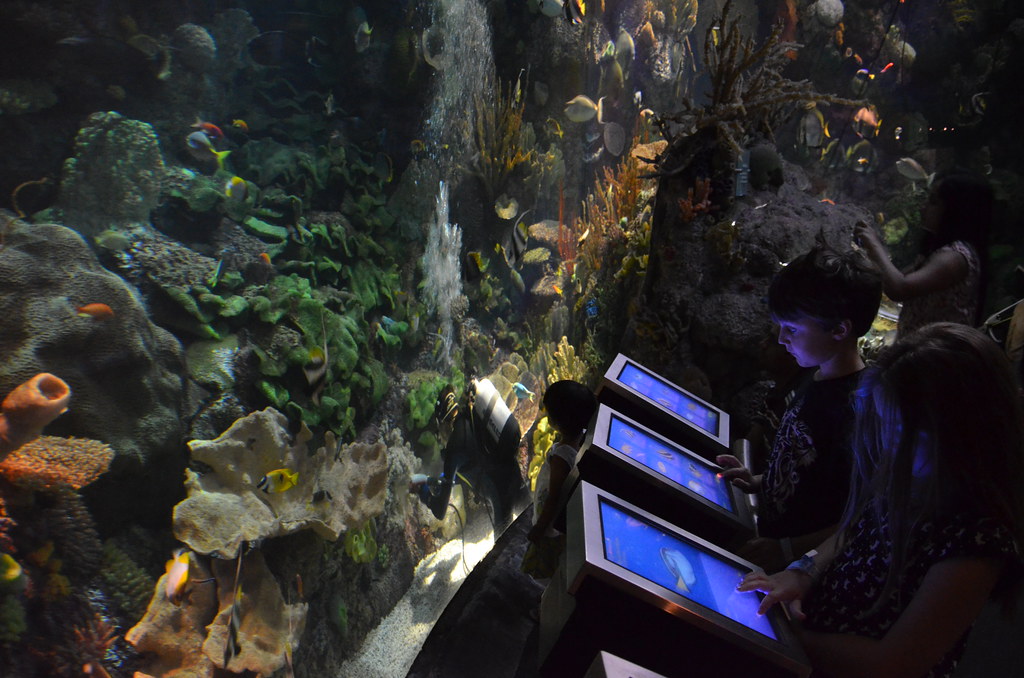 Chicago Shedd Aquarium 166