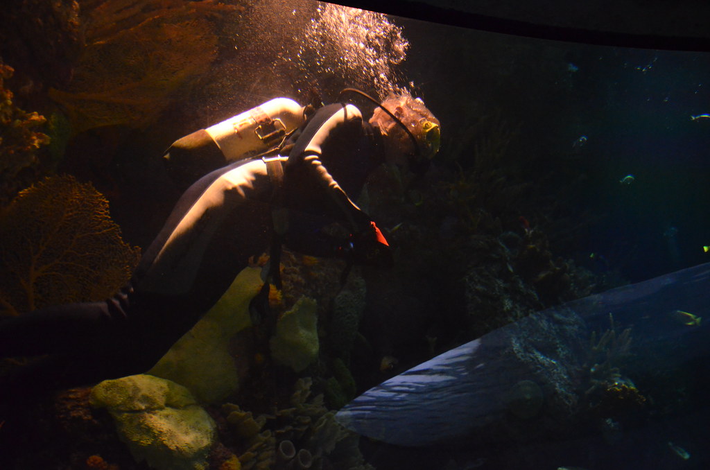 Chicago Shedd Aquarium 167