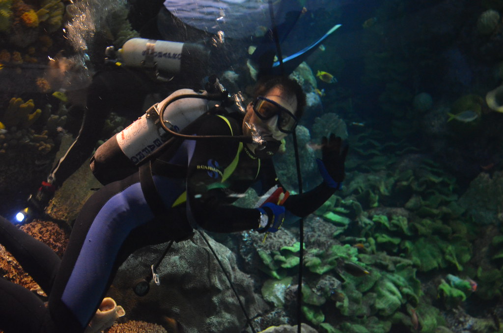 Chicago Shedd Aquarium 177