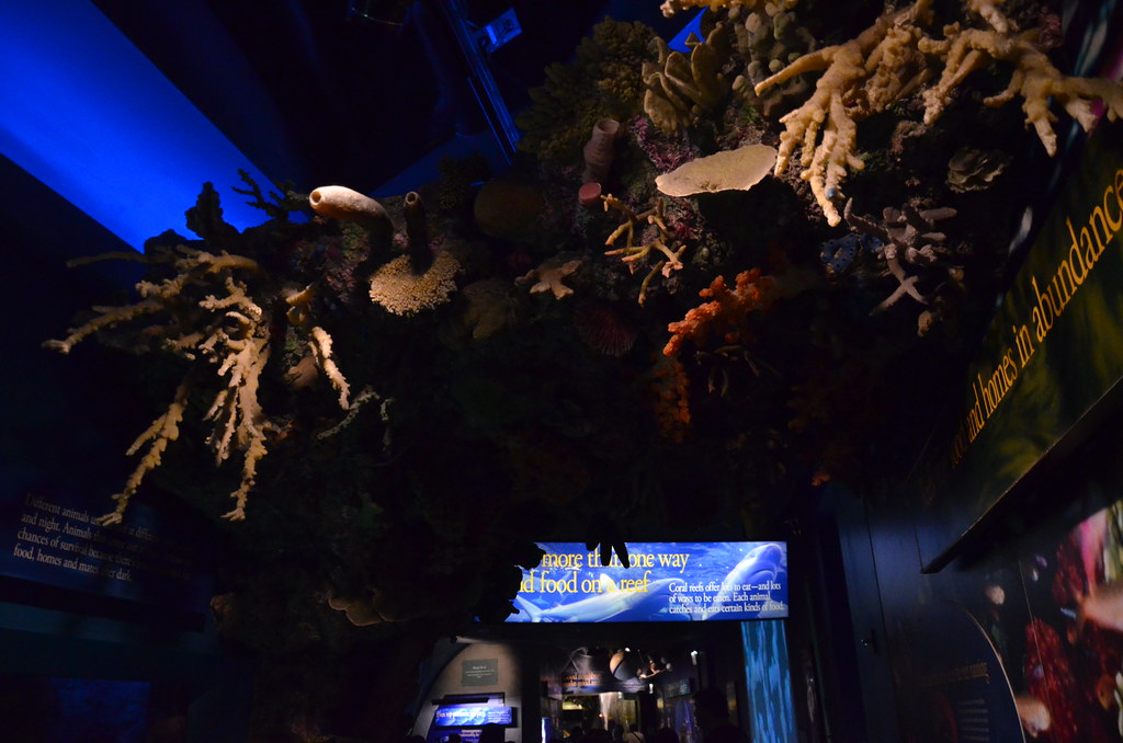 Chicago Shedd Aquarium 181