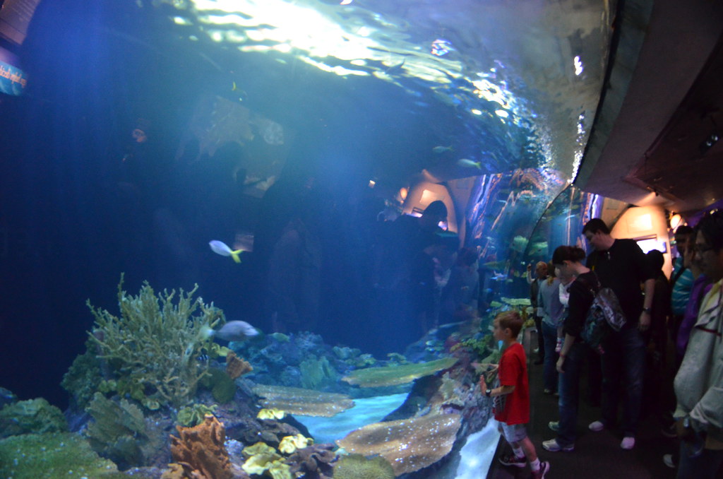 Chicago Shedd Aquarium 188