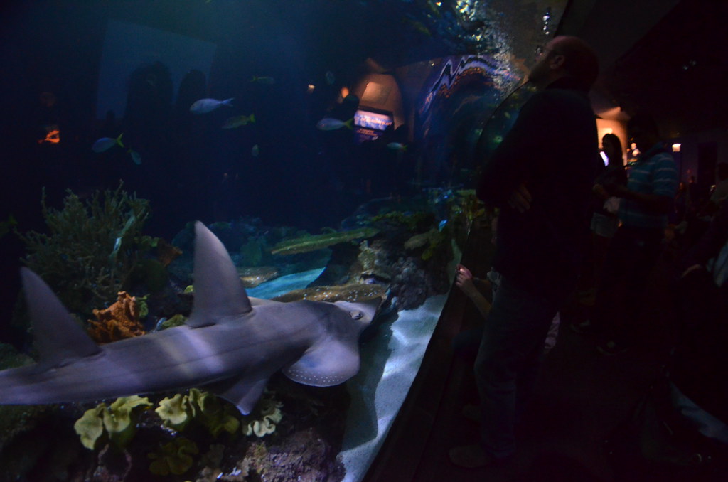 Chicago Shedd Aquarium 199