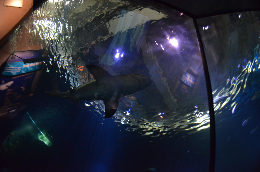 Chicago Shedd Aquarium 202