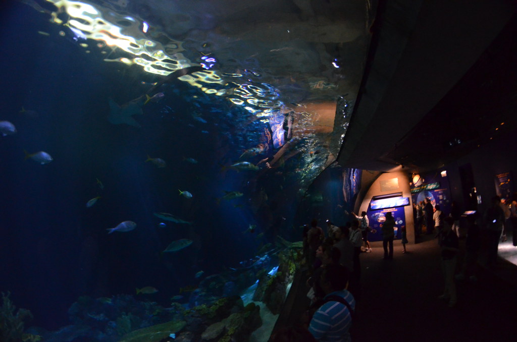 Chicago Shedd Aquarium 203