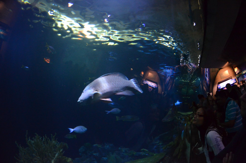 Chicago Shedd Aquarium 206