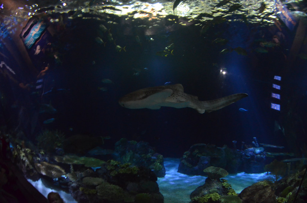 Chicago Shedd Aquarium 214