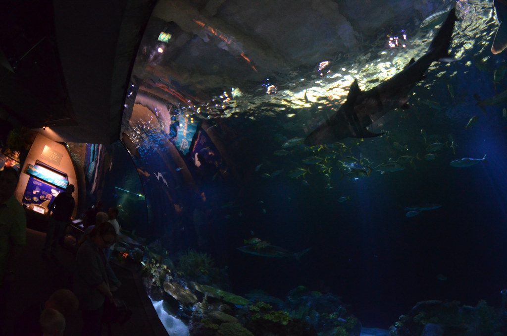 Chicago Shedd Aquarium 227