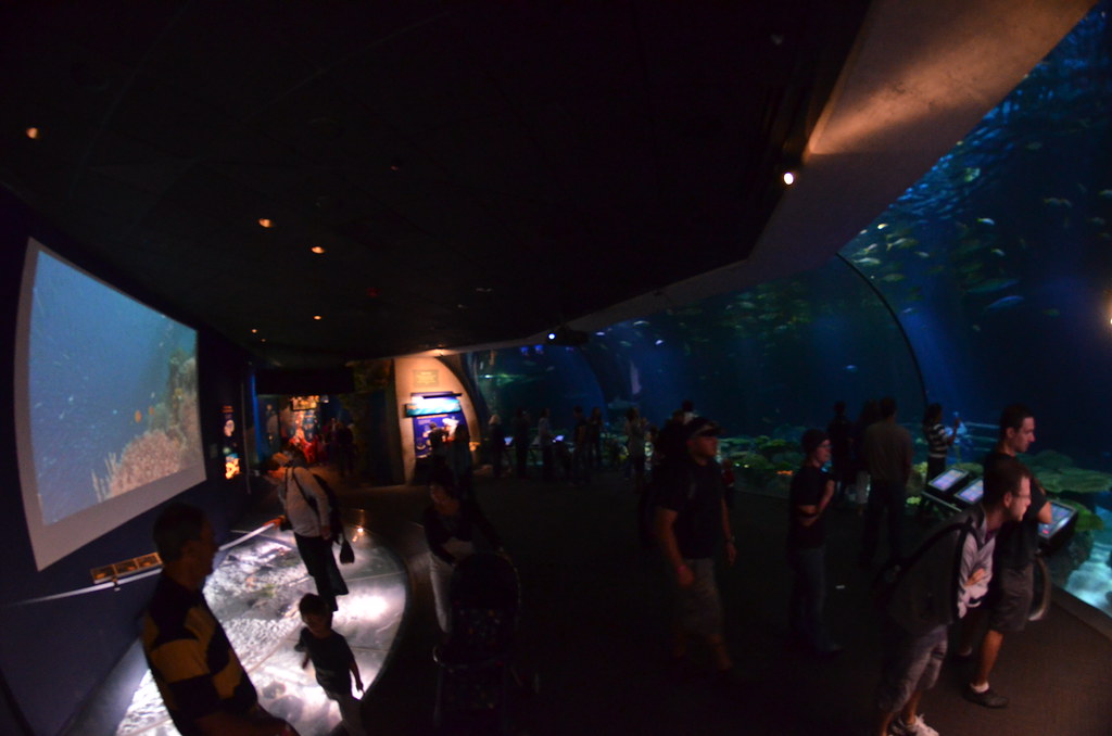 Chicago Shedd Aquarium 260