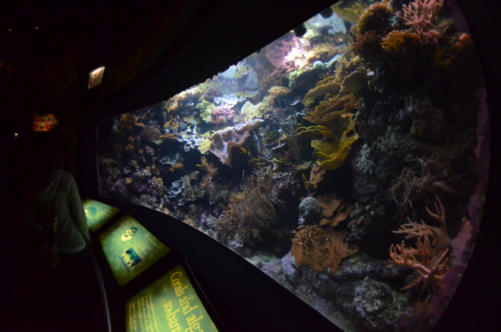 Chicago Shedd Aquarium 142