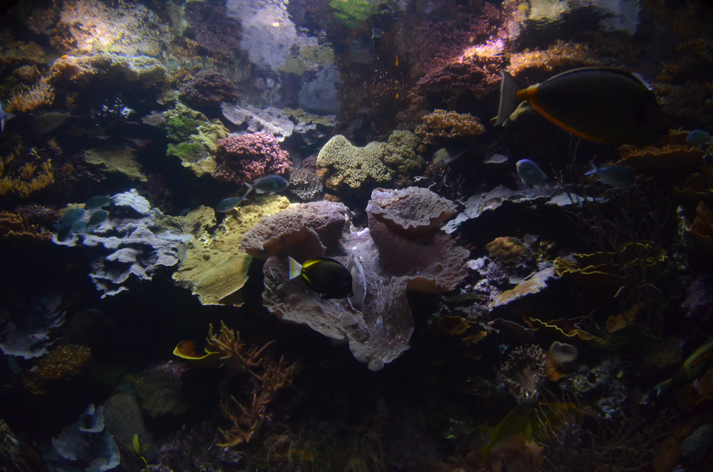 Chicago Shedd Aquarium 145