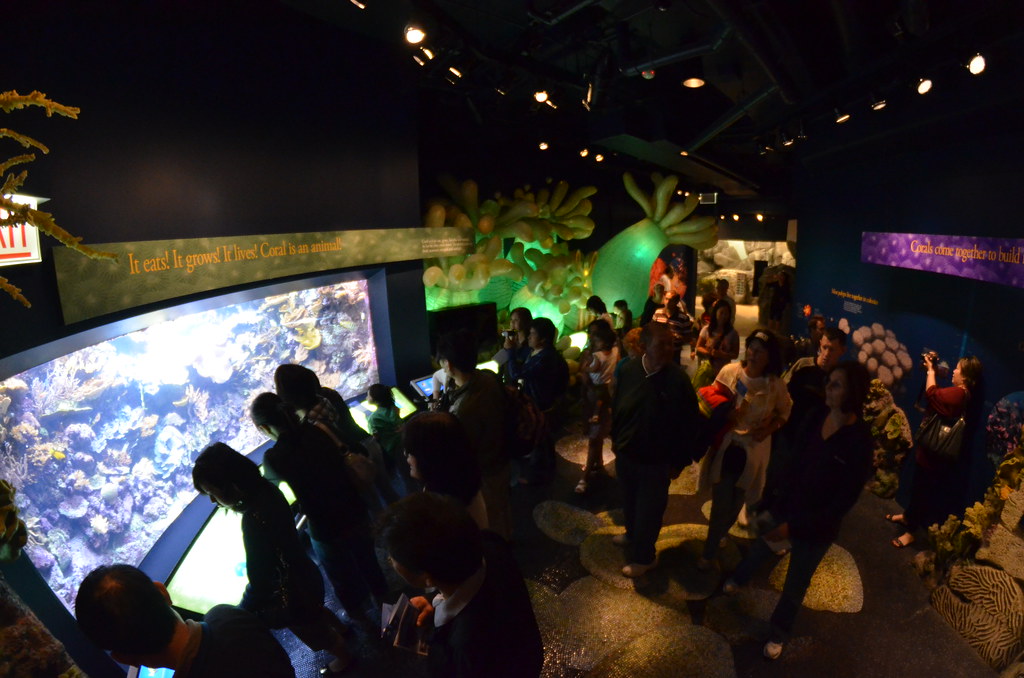 Chicago Shedd Aquarium 149