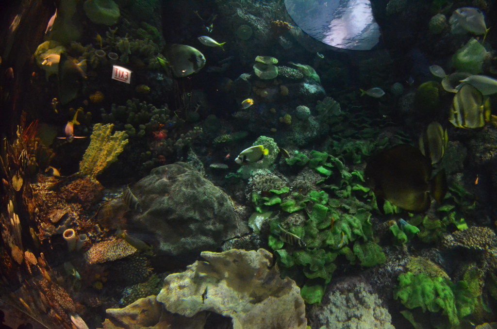 Chicago Shedd Aquarium 154