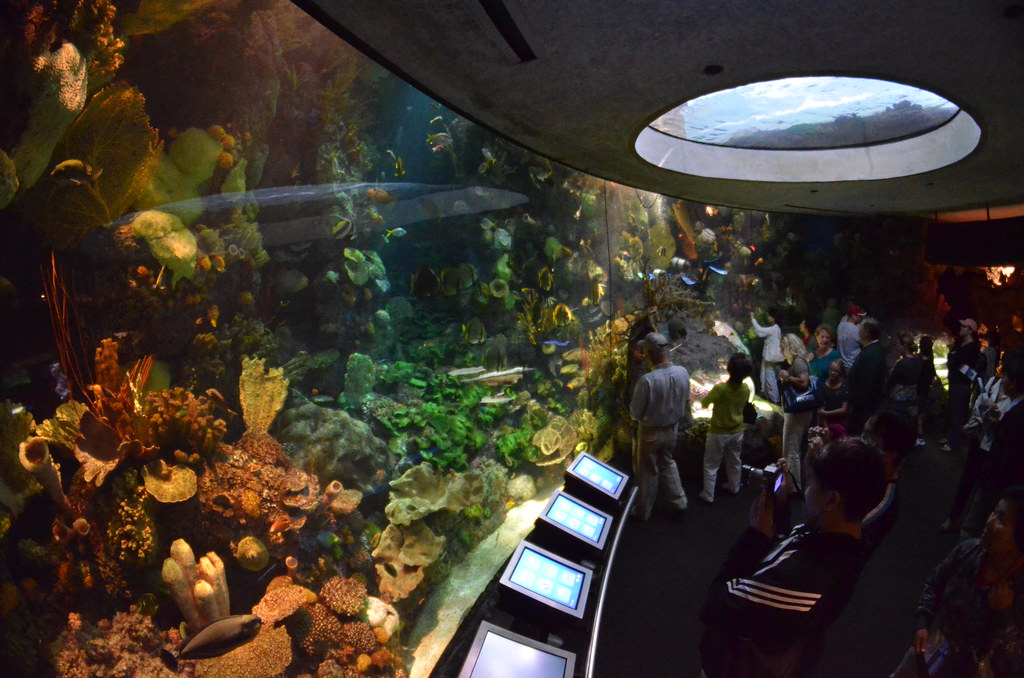 Chicago Shedd Aquarium 158