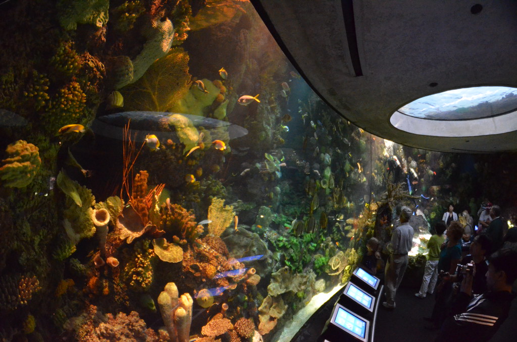 Chicago Shedd Aquarium 161